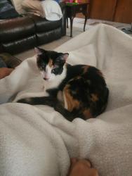 Found/Stray Female Cat last seen Waters and Vista Villas, Pasadena, TX 77504