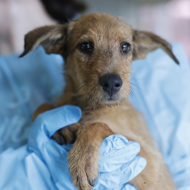 Shelter Stray Male Dog last seen Near BLOCK E HIGHLAND, 4710 TX-151, San Antonio, TX 78227, USA
