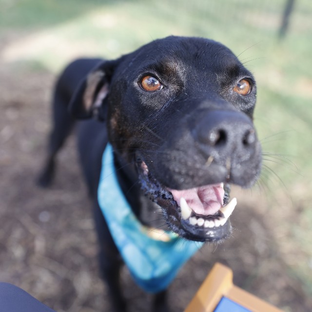 Shelter Stray Male Dog last seen Near BLOCK VRGINIA BLVD, 4710 TX-151, San Antonio, TX 78227, USA