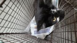 Shelter Stray Female Cat last seen , 3201 Lacy St, Los Angeles, CA 90031, USA