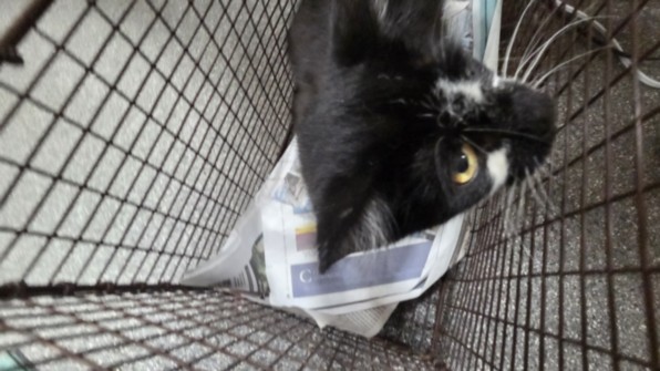 Shelter Stray Female Cat last seen , 3201 Lacy St, Los Angeles, CA 90031, USA