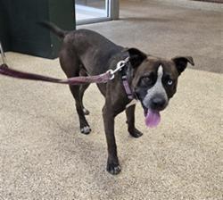 Shelter Stray Male Dog last seen , 3201 Lacy St, Los Angeles, CA 90031, USA