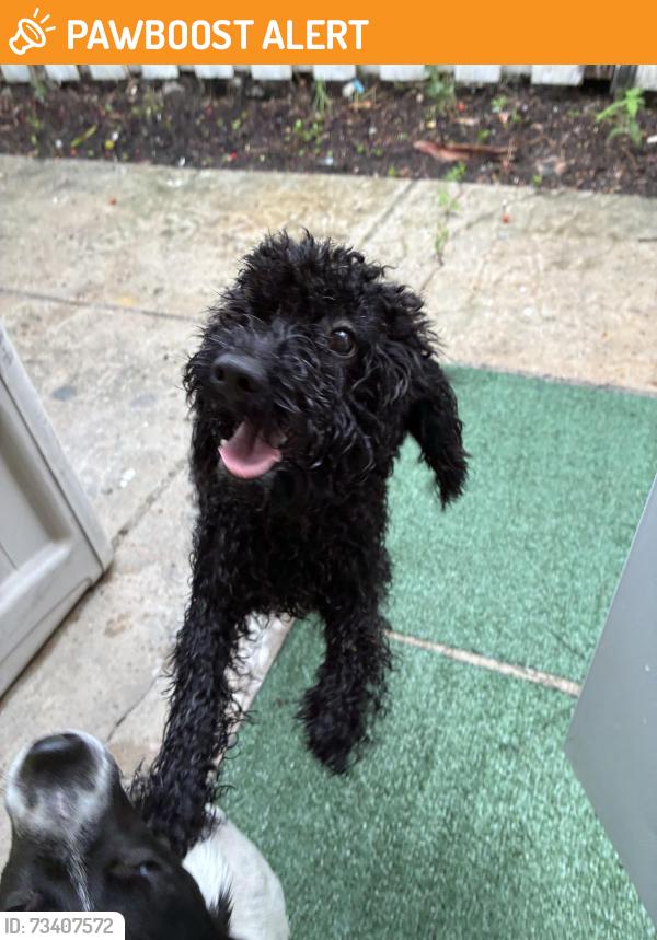 Found/Stray Male Dog last seen 29th street Broadway, West Palm Beach, FL 33407