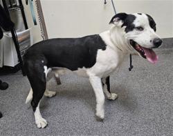 Shelter Stray Male Dog last seen , 3201 Lacy St, Los Angeles, CA 90031, USA