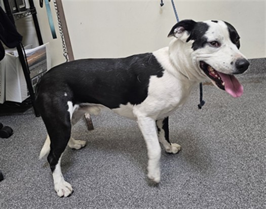 Shelter Stray Male Dog last seen , 3201 Lacy St, Los Angeles, CA 90031, USA