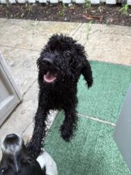 Found/Stray Male Dog last seen 29th street Broadway, West Palm Beach, FL 33407