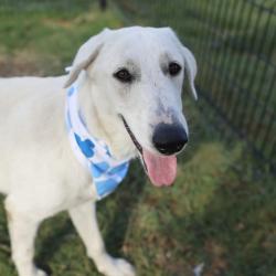 Shelter Stray Female Dog last seen Near BLOCK SHANE, 4710 TX-151, San Antonio, TX 78227, USA