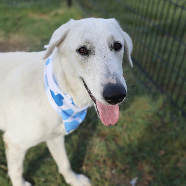 Shelter Stray Female Dog last seen Near BLOCK SHANE, 4710 TX-151, San Antonio, TX 78227, USA