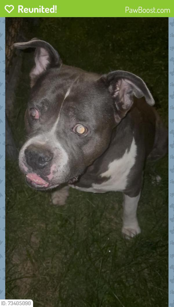 Reunited Male Dog last seen Columbus St and Blind Ln Intersection North Belle Vernon, Belle Vernon, PA 15012