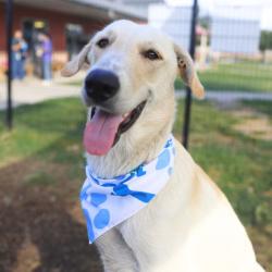 Shelter Stray Male Dog last seen Near BLOCK SHANE, 4710 TX-151, San Antonio, TX 78227, USA