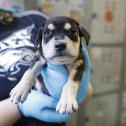 Shelter Stray Female Dog last seen Near BLOCK CORAL, 4710 TX-151, San Antonio, TX 78227, USA