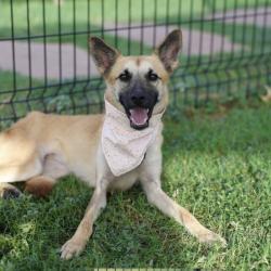 Shelter Stray Female Dog last seen UPLAND DR, 4710 TX-151, San Antonio, TX 78227, USA