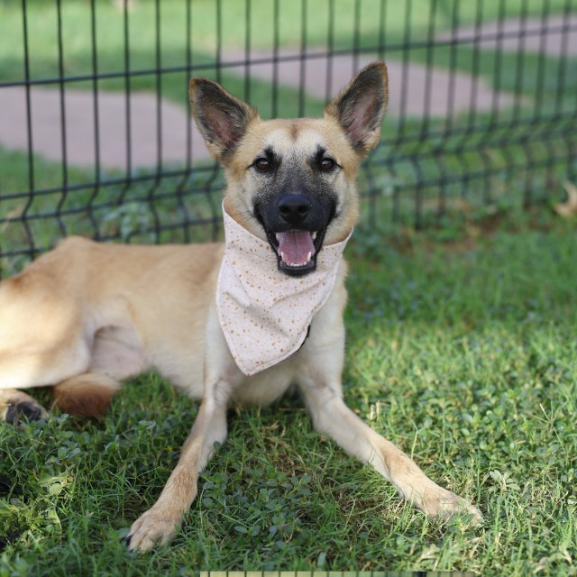 Shelter Stray Female Dog last seen UPLAND DR, 4710 TX-151, San Antonio, TX 78227, USA