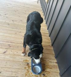 Reunited Male Dog last seen He was last seen off a clear Creek Road in Ellijay near the Cartecay vineyard, Ellijay, GA 30536