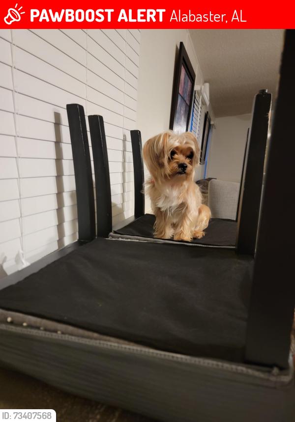 Lost Male Dog last seen Alabaster, Alabaster, AL 35007