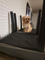 Lost Male Dog last seen Alabaster, Alabaster, AL 35007