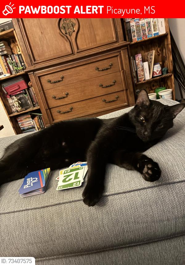 Lost Male Cat last seen Ozona Picayune, Picayune, MS 39466