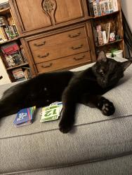 Lost Male Cat last seen Ozona Picayune, Picayune, MS 39466