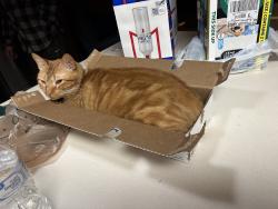 Lost Male Cat last seen Ovilla Road, Dollar general, Red Oak, TX 75154