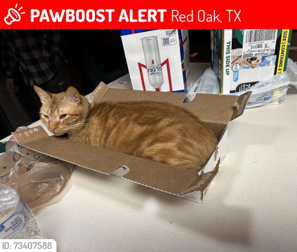 Lost Male Cat last seen Ovilla Road, Dollar general, Red Oak, TX 75154