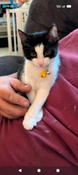 Reunited Female Cat last seen 108th and 109th st between 85th and 86th aves, Queens, NY 11418
