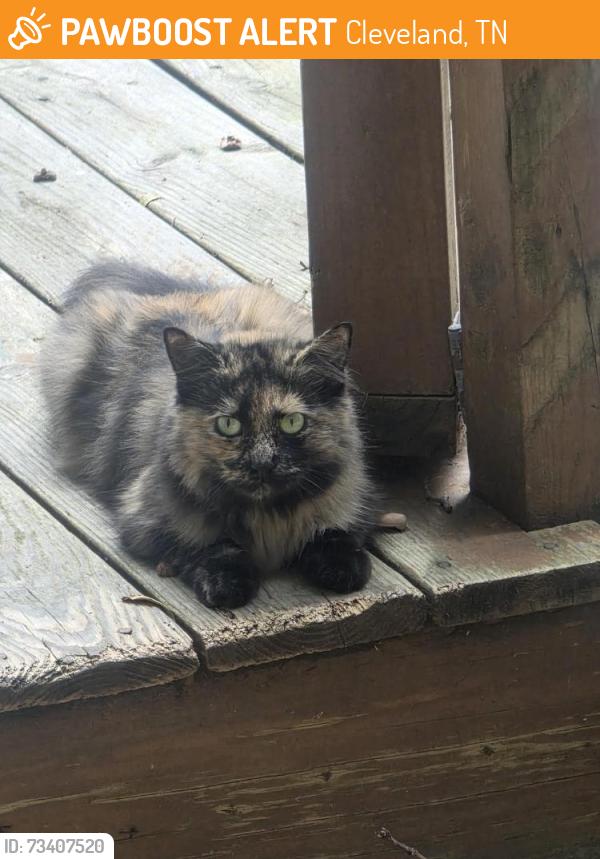 Found/Stray Unknown Cat last seen Bowman Forest NE, Cleveland, TN 37312