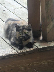 Found/Stray Unknown Cat last seen Bowman Forest NE, Cleveland, TN 37312