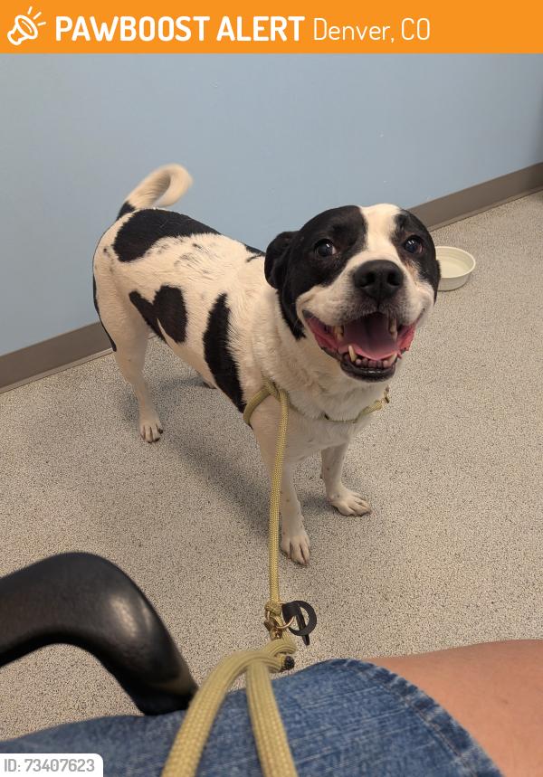 Found/Stray Male Dog last seen Rino er, Denver, CO 80205