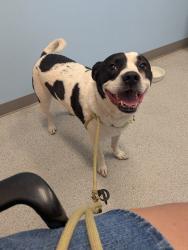 Found/Stray Male Dog last seen Rino er, Denver, CO 80205