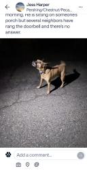 Found/Stray Unknown Dog last seen Gilbert and Terramore in Orangevale, Orangevale, CA 95662