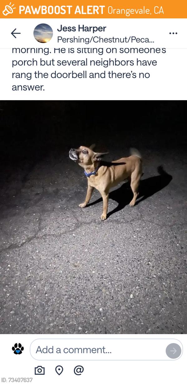 Found/Stray Unknown Dog last seen Gilbert and Terramore in Orangevale, Orangevale, CA 95662