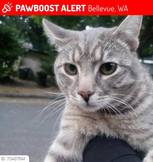 Lost Male Cat last seen SE 42nd St, Bellevue, WA 98006