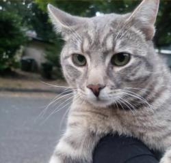 Lost Male Cat last seen SE 42nd St, Bellevue, WA 98006