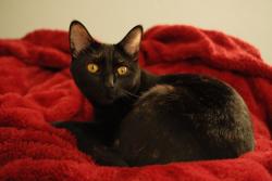 Lost Female Cat last seen In the alley behind Fourscore coffee, Roseville, CA 95678
