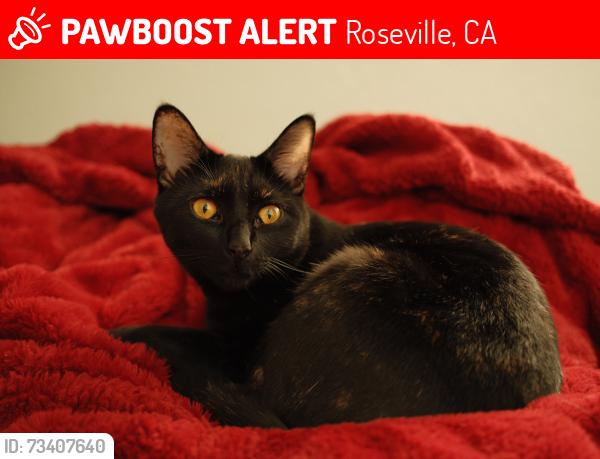Lost Female Cat last seen In the alley behind Fourscore coffee, Roseville, CA 95678