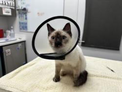Shelter Stray Female Cat last seen E Linwood Blvd & Prospect Ave, KCMO, 64128, 64128, MO, 7077 Elmwood Ave, Kansas City, MO 64132, USA