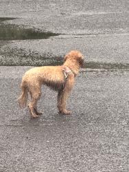 Found/Stray Unknown Dog last seen Unable parking lot, Queens, NY 11354