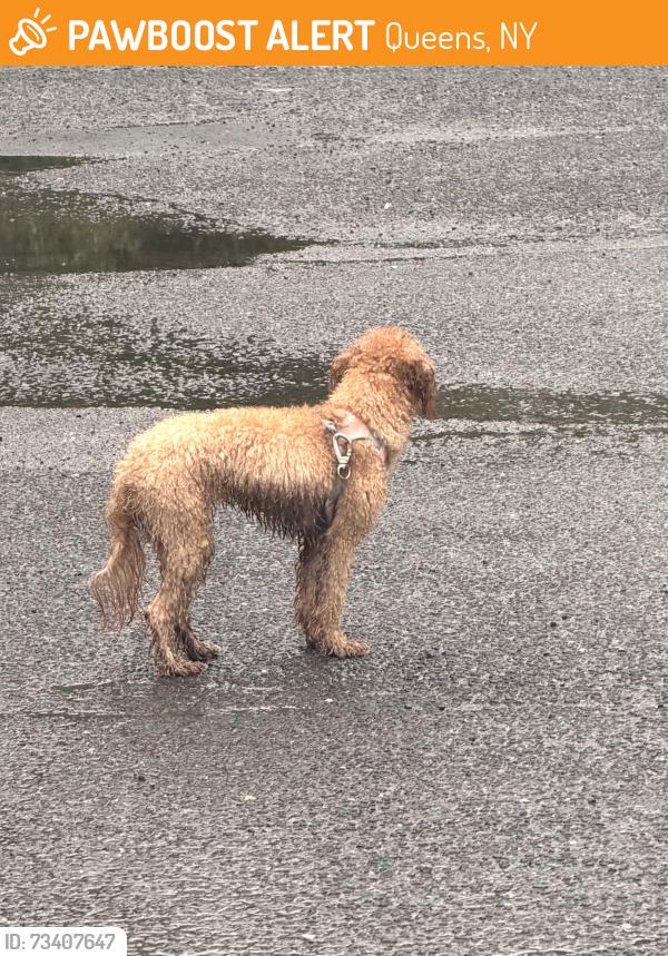 Found/Stray Unknown Dog last seen Unable parking lot, Queens, NY 11354