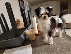 Lost Female Dog last seen Alabaster, Alabaster, AL 35007