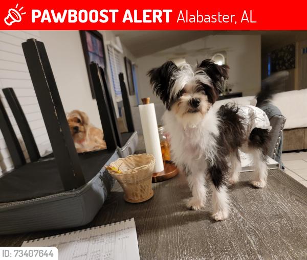 Lost Female Dog last seen Alabaster, Alabaster, AL 35007