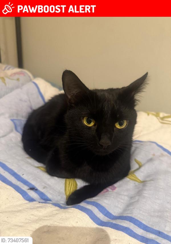 Lost Female Cat last seen St. Stephen's Crescent London W2 5QT, Greater London, England W2 5QT