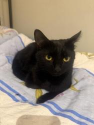 Lost Female Cat last seen St. Stephen's Crescent London W2 5QT, Greater London, England W2 5QT
