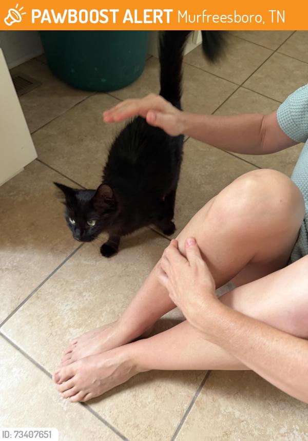 Found/Stray Female Cat last seen Wal-Mart, Murfreesboro, TN 37127