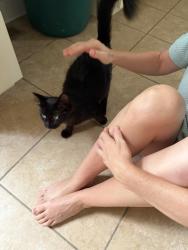 Found/Stray Female Cat last seen Wal-Mart, Murfreesboro, TN 37127