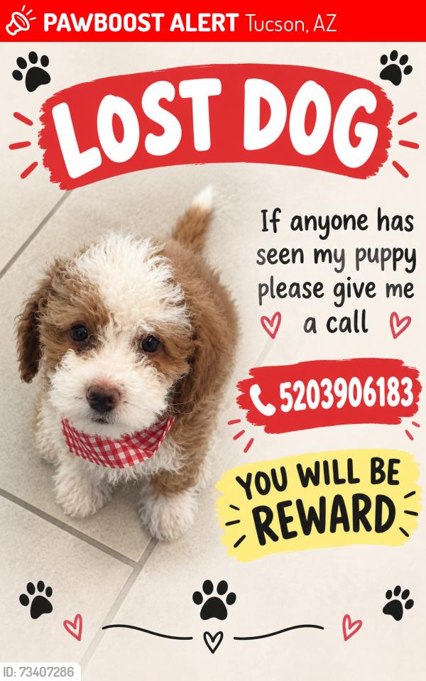Lost Male Dog last seen Near S Macy Cir, Tucson, AZ 85757
