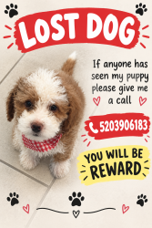 Lost Male Dog last seen Near S Macy Cir, Tucson, AZ 85757