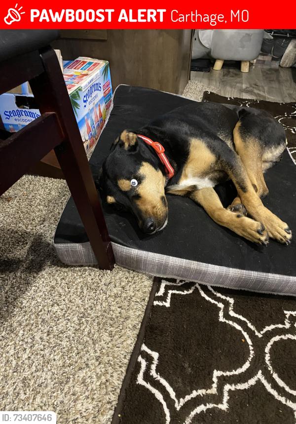 Lost Female Dog last seen Near Boulevard and Hyacinth, Carthage, MO 64836