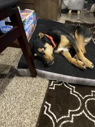 Lost Female Dog last seen Near Boulevard and Hyacinth, Carthage, MO 64836