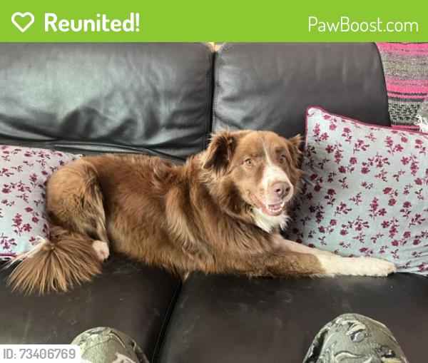 Reunited Female Dog last seen North Ave, Valley Rd., Lake Forest, IL 60045