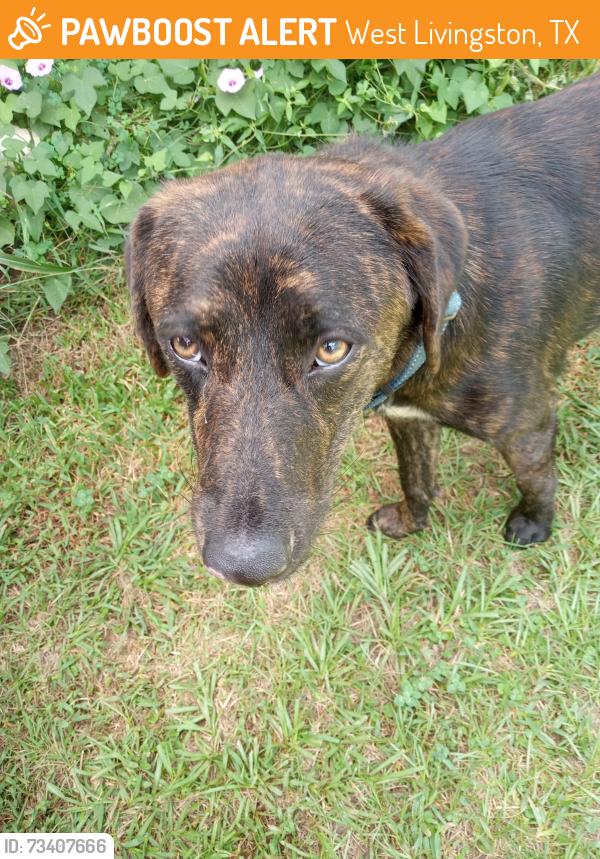 Found/Stray Male Dog last seen longhorn valley est, West Livingston, TX 77351